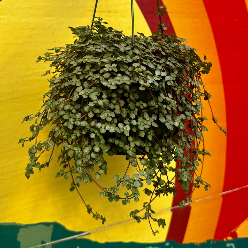 Pilea Aquamarine | 6in Hanging Basket Pilea 'glauca'