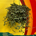 Pilea Aquamarine | 6in Hanging Basket Pilea 'glauca'