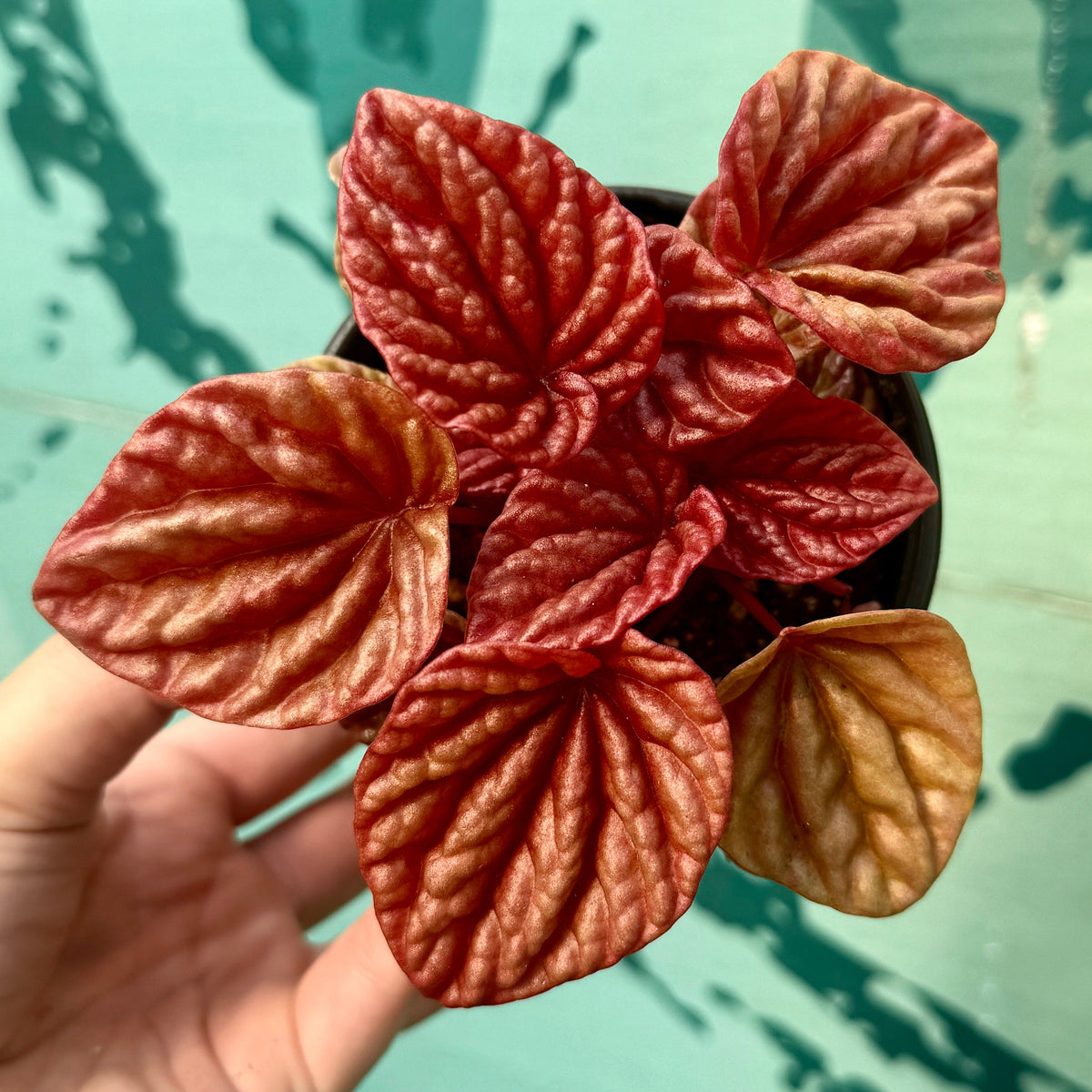 Peperomia 'Quito'