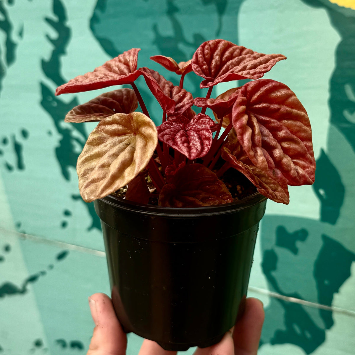 Peperomia 'Quito'