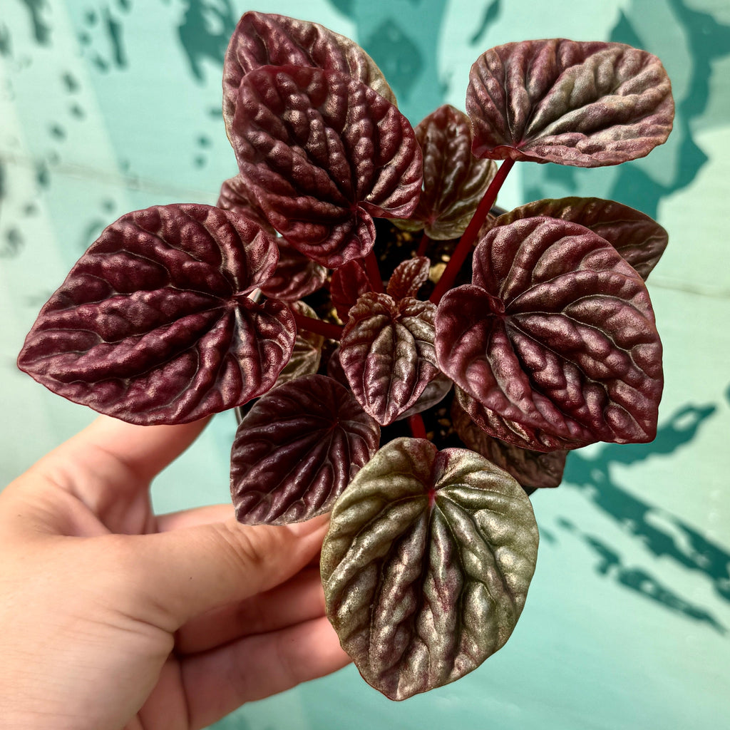 Radiator Plant | Peperomia caperata 'Luna Red'