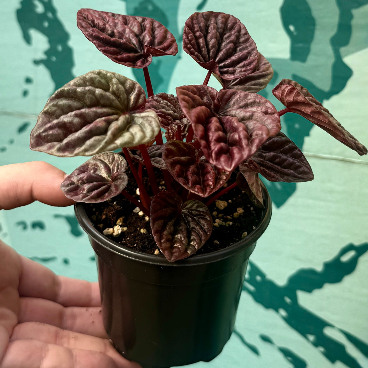 Radiator Plant | Peperomia caperata 'Luna Red'