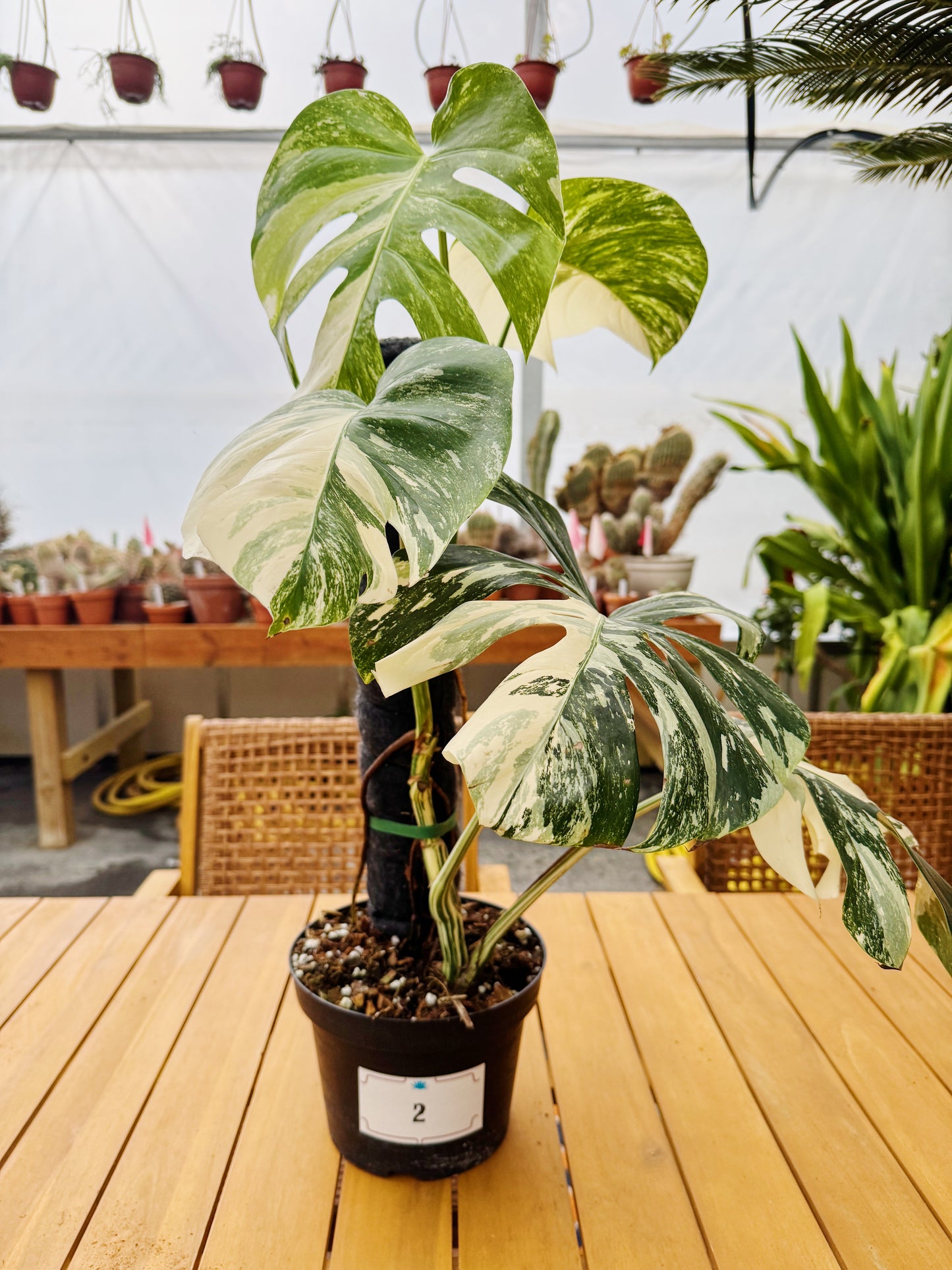 Monstera Albo Variegata in 8" Planter - Limited Release for Pickup Now