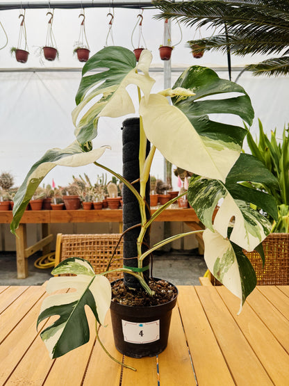 Monstera Albo Variegata in 8" Planter - Limited Release for Pickup Now