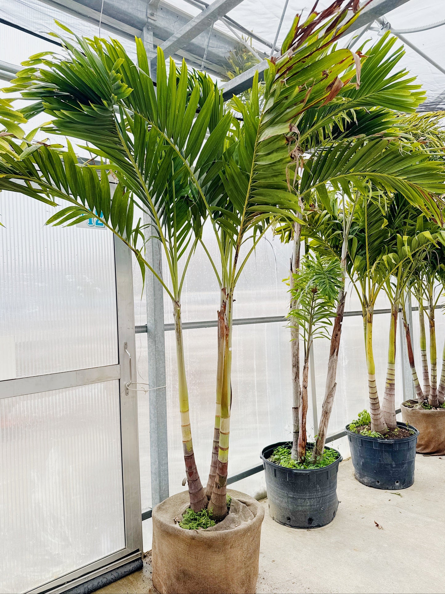 Adonidia Palms | Buy Now Pickup Now