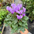 Cyclamen 'Dragon Blue'