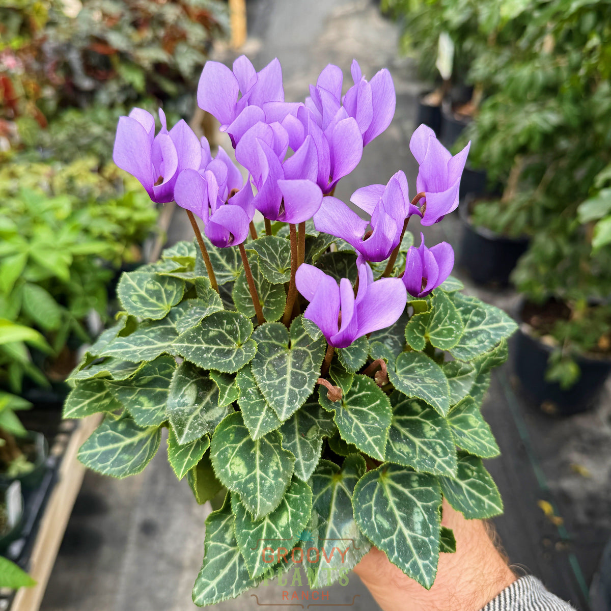 Cyclamen 'Dragon Blue'