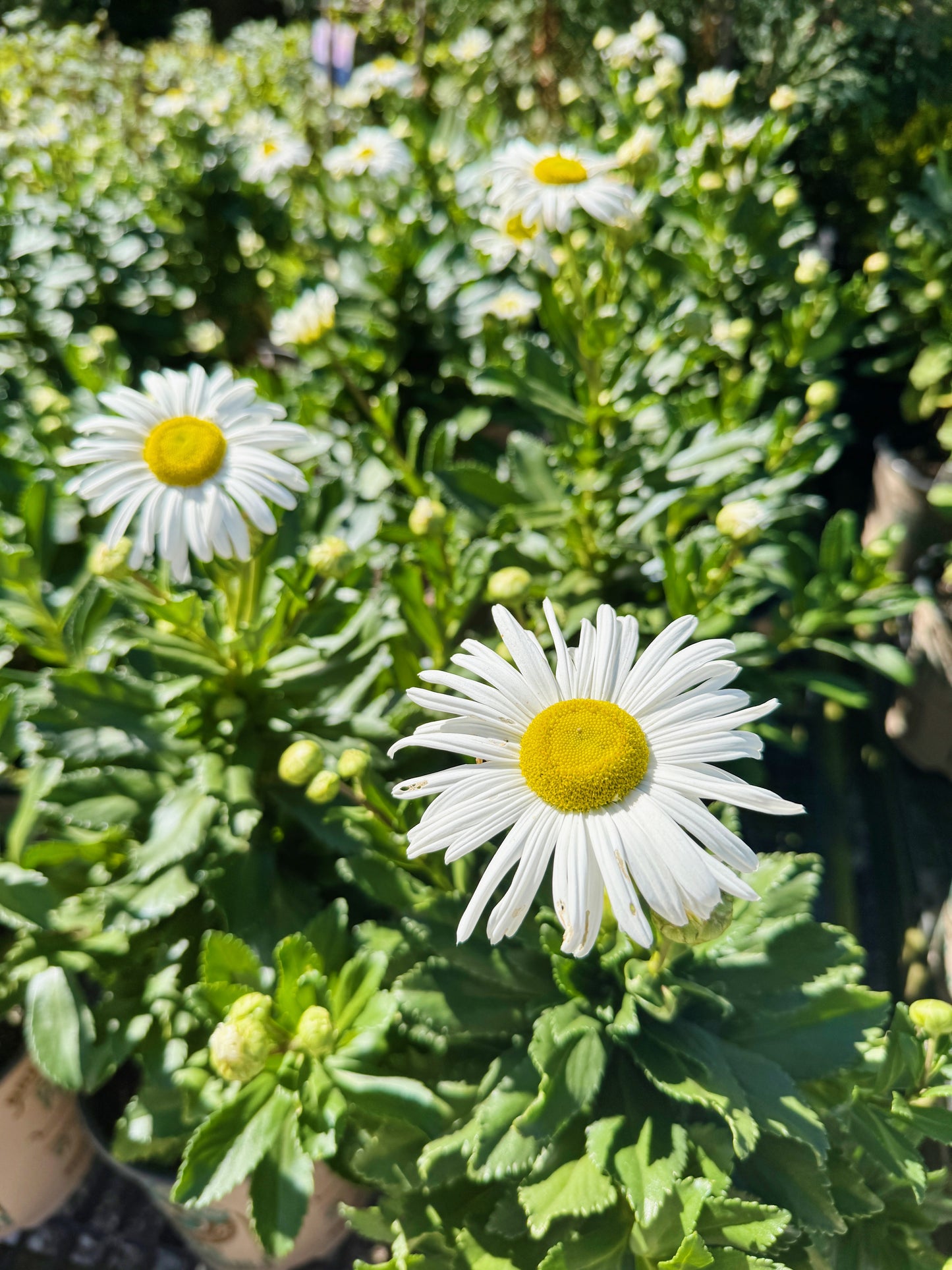 Nippon Daisy - Nipponanthemum nipponicum | Limited Release - Pickup Now