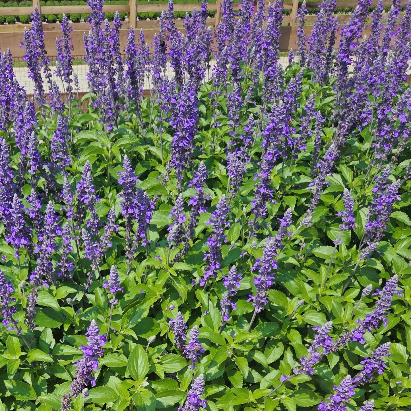 Salvia 'Mystic Spires' ~ Pollinator Pillars of 24 Hefty Plants for Preorder