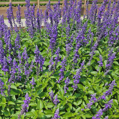 Salvia 'Mystic Spires' ~ Pollinator Pillars of 24 Hefty Plants for Preorder
