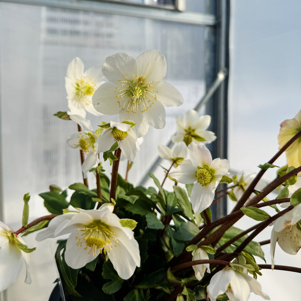 Helleborus Gold Collection® 'Jacob'