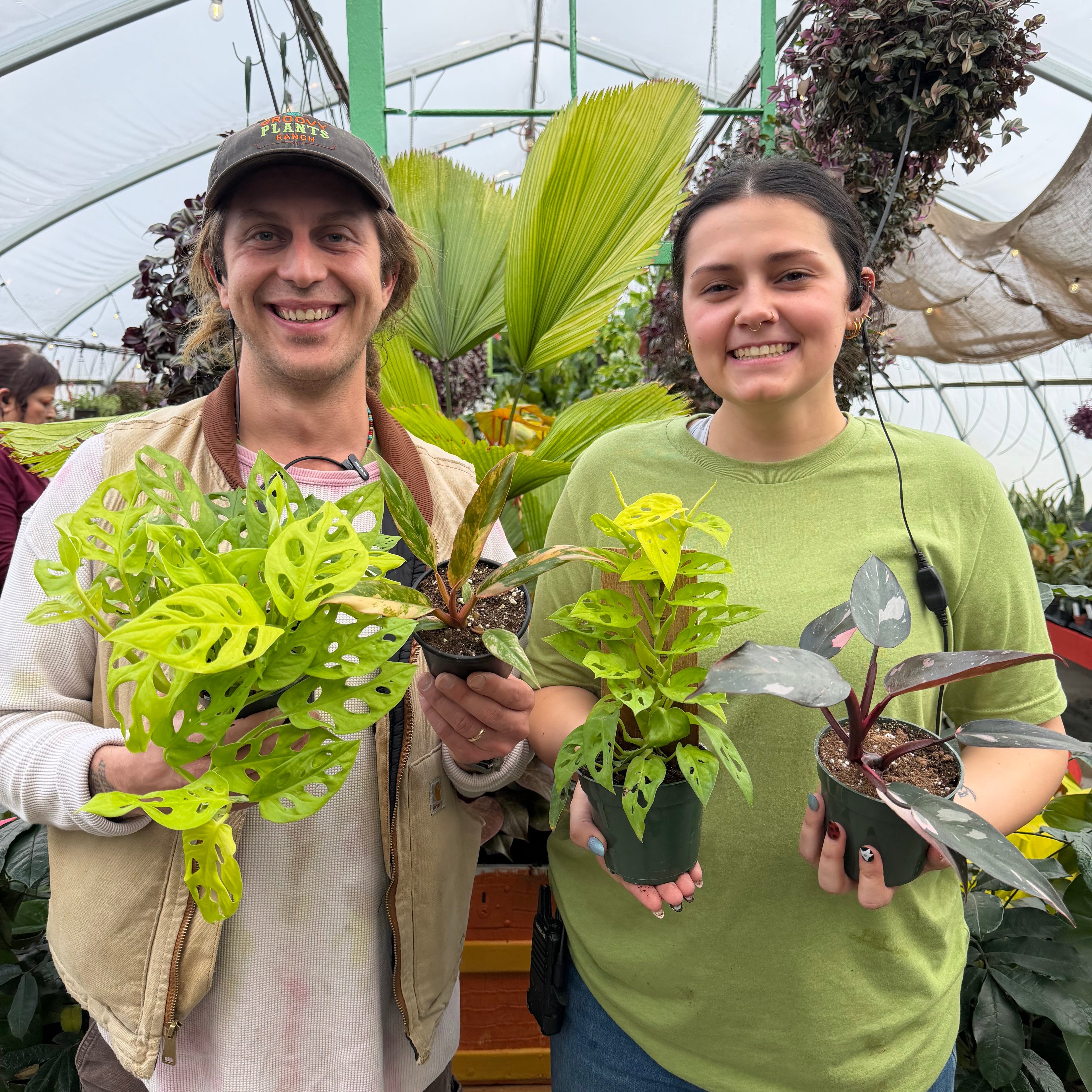 Monstera adansonii 'Neon' w/ Wood Support Plank ~ Houseplant Jubilee Exclusive