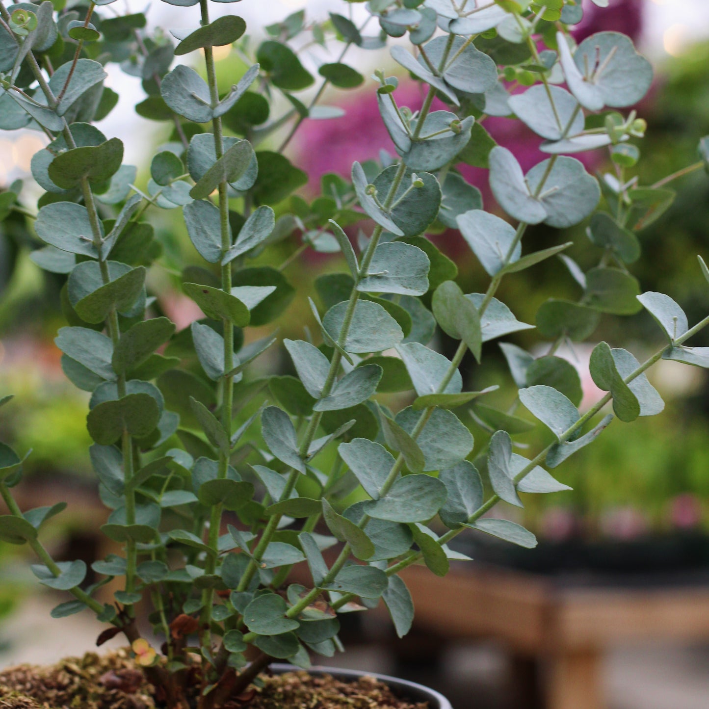 Eucalyptus 'Glacier'