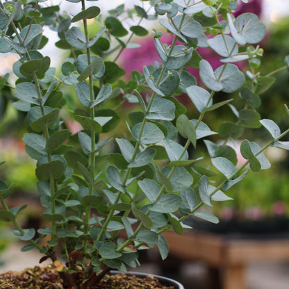 Eucalyptus 'Glacier'