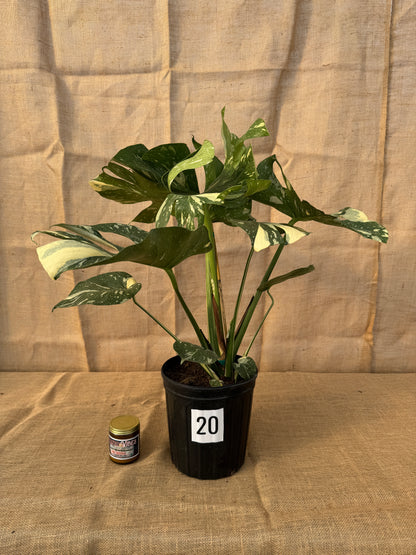 10" Monstera 'Thai Constellation' - Limited Release for Pickup