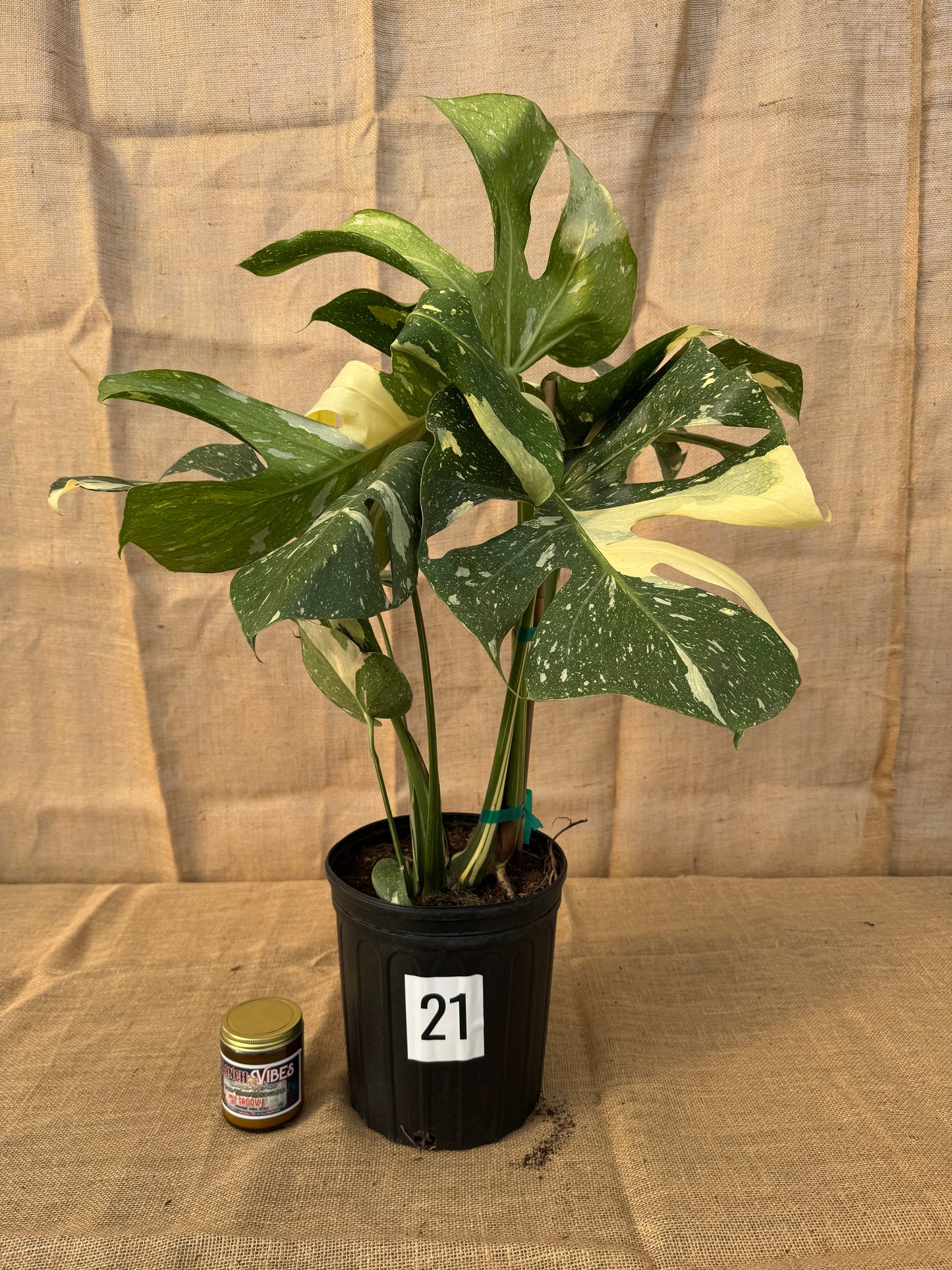 10" Monstera 'Thai Constellation' - Limited Release for Pickup