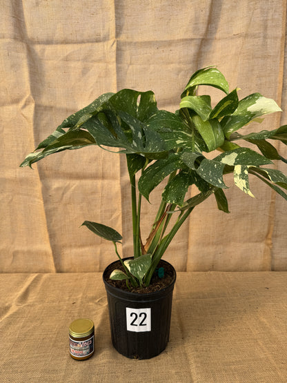10" Monstera 'Thai Constellation' - Limited Release for Pickup