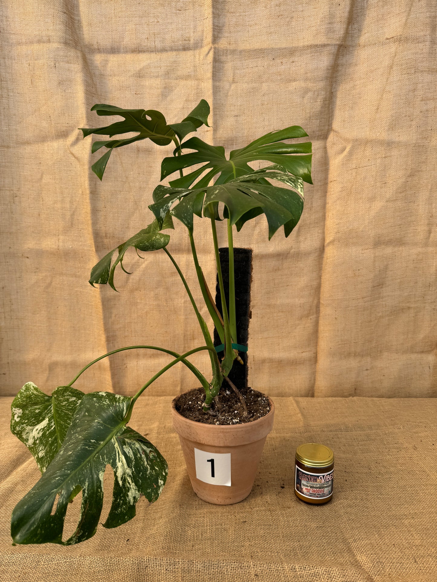 Monstera deliciosa 'White Monster' in Terracotta Pot - Limited Release for Pickup