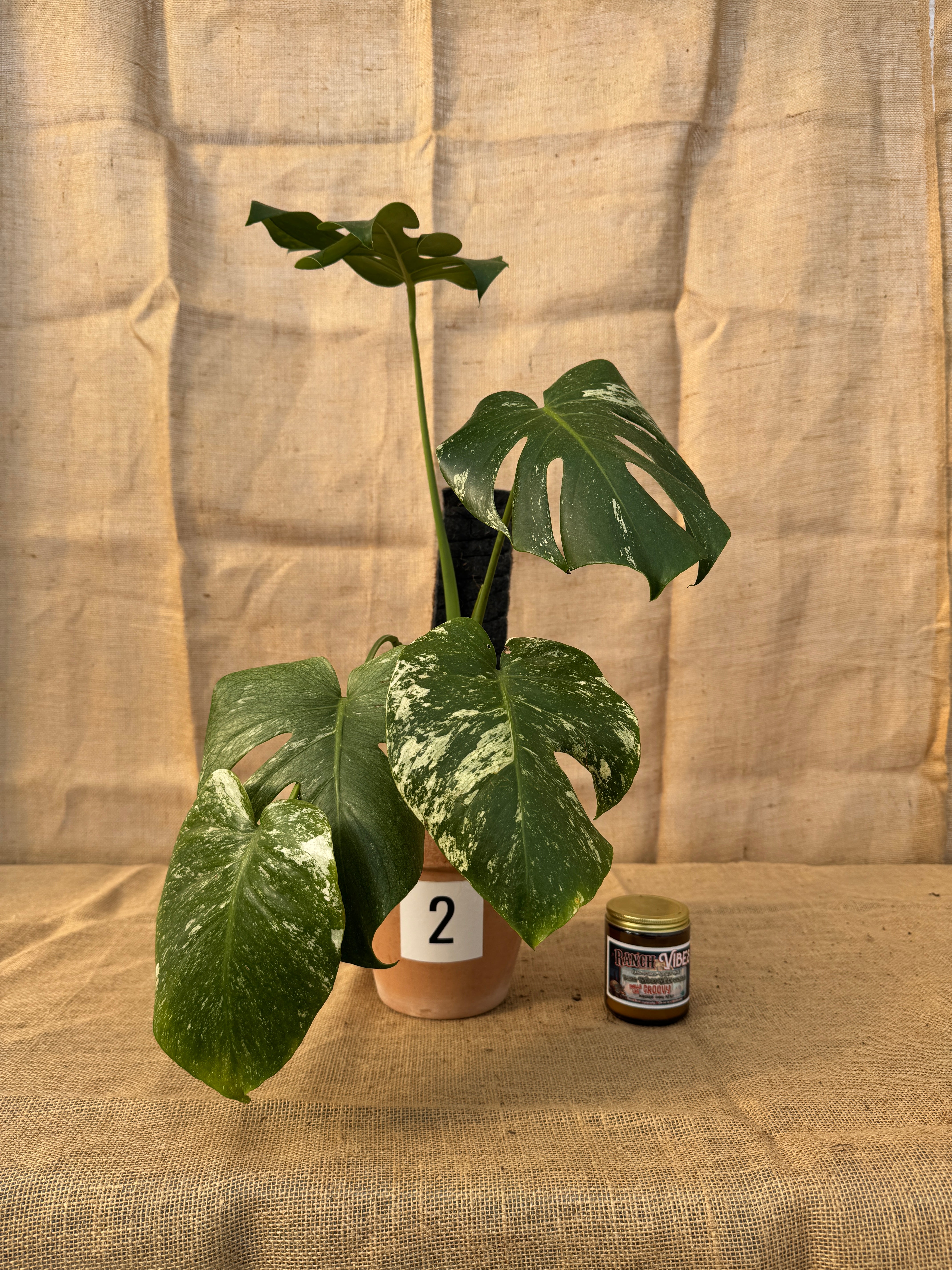 Monstera deliciosa 'White Monster' in Terracotta Pot - Limited