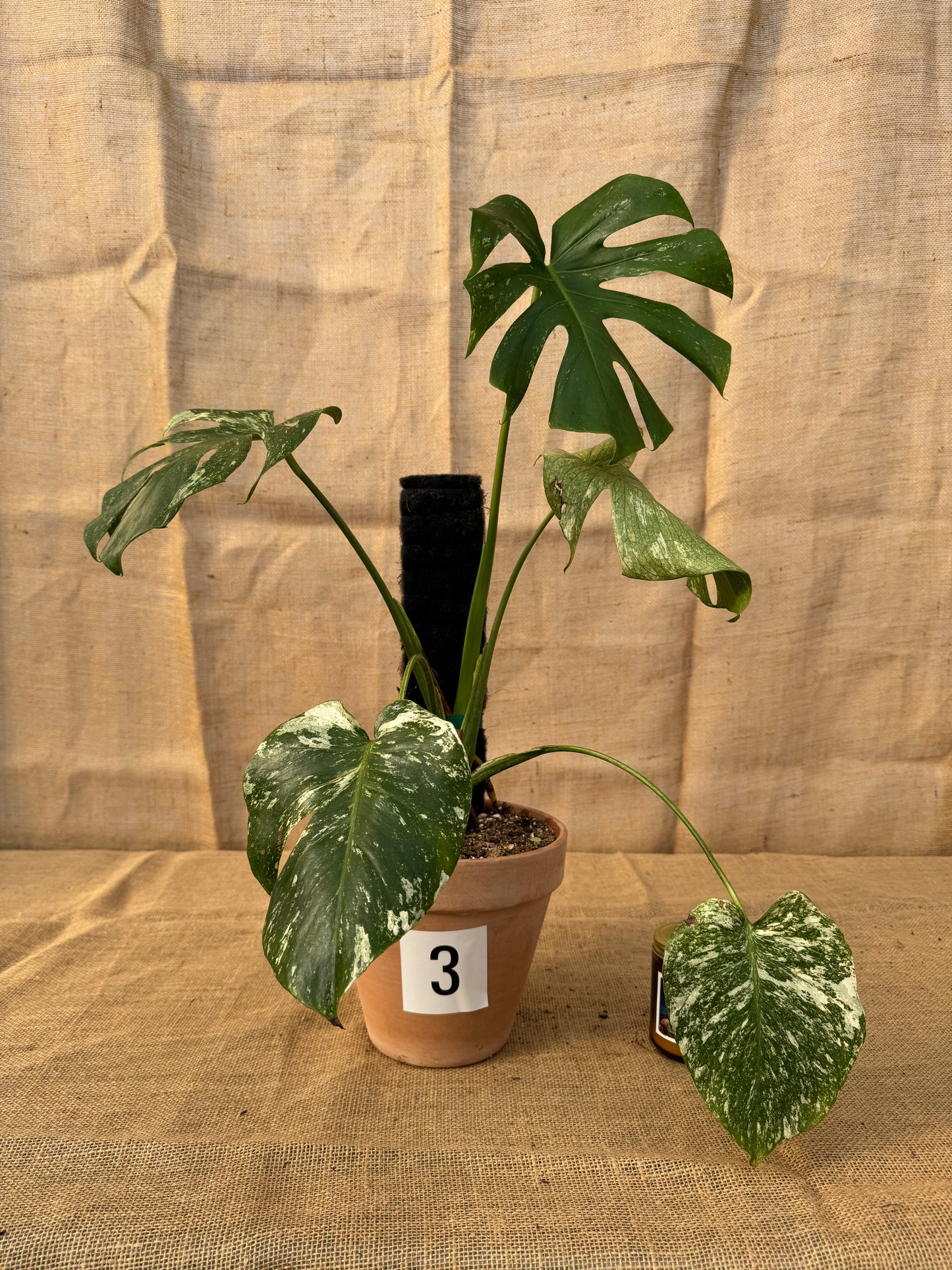 Monstera deliciosa 'White Monster' in Terracotta Pot - Limited Release for Pickup