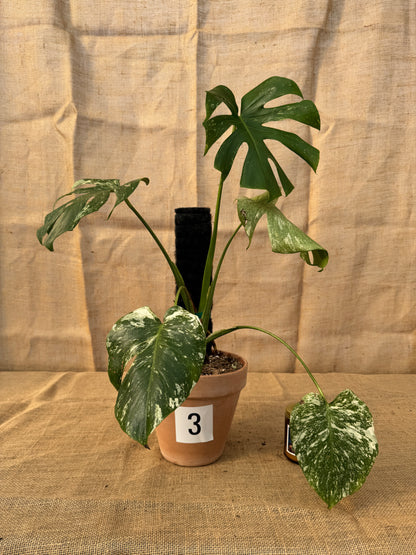 Monstera deliciosa 'White Monster' in Terracotta Pot - Limited Release for Pickup