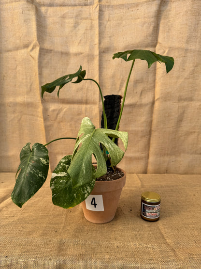 Monstera deliciosa 'White Monster' in Terracotta Pot - Limited Release for Pickup