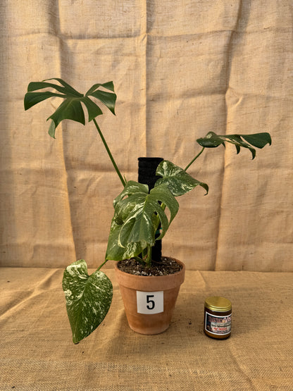 Monstera deliciosa 'White Monster' in Terracotta Pot - Limited Release for Pickup