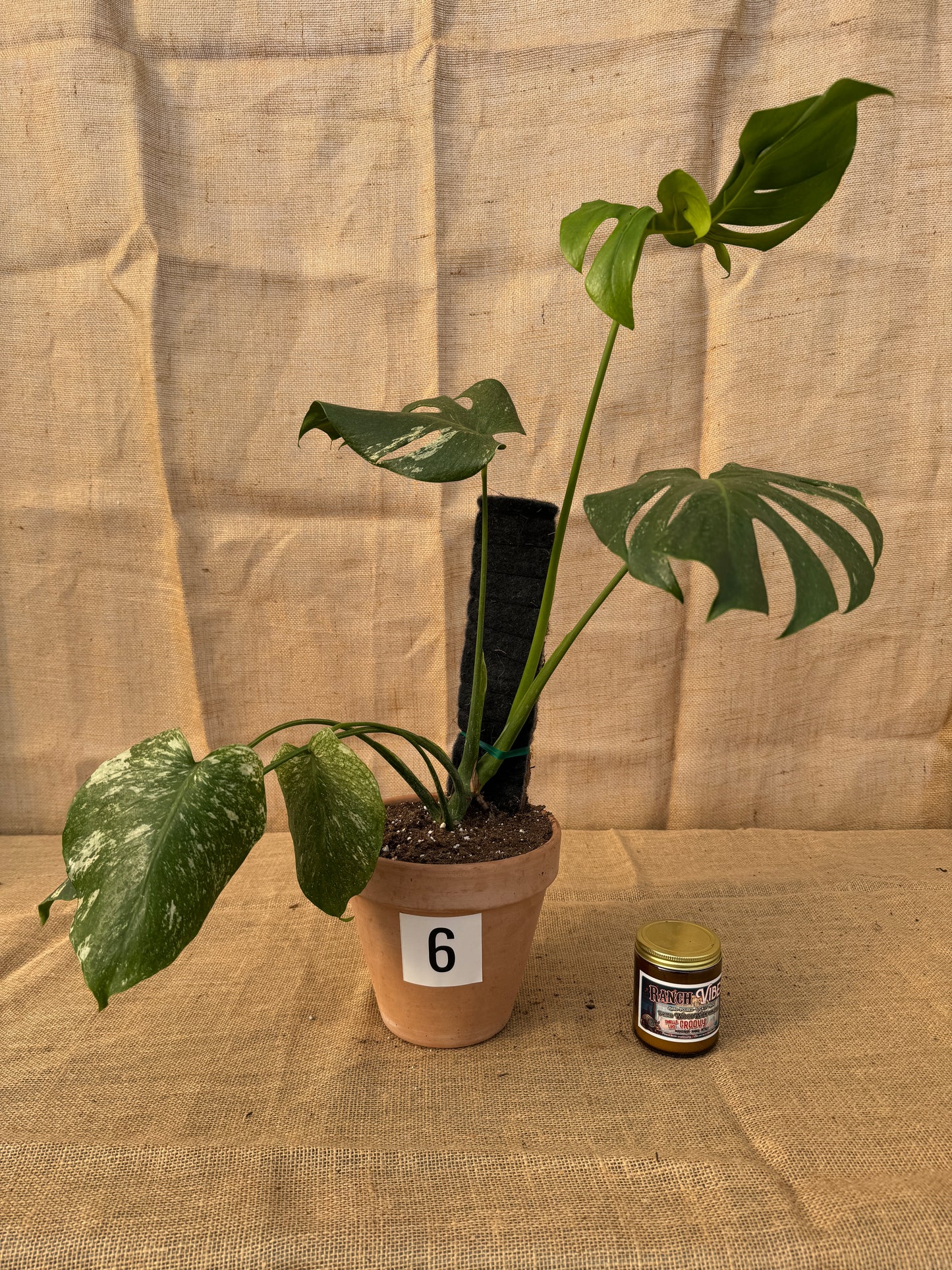 Monstera deliciosa 'White Monster' in Terracotta Pot - Limited Release for Pickup