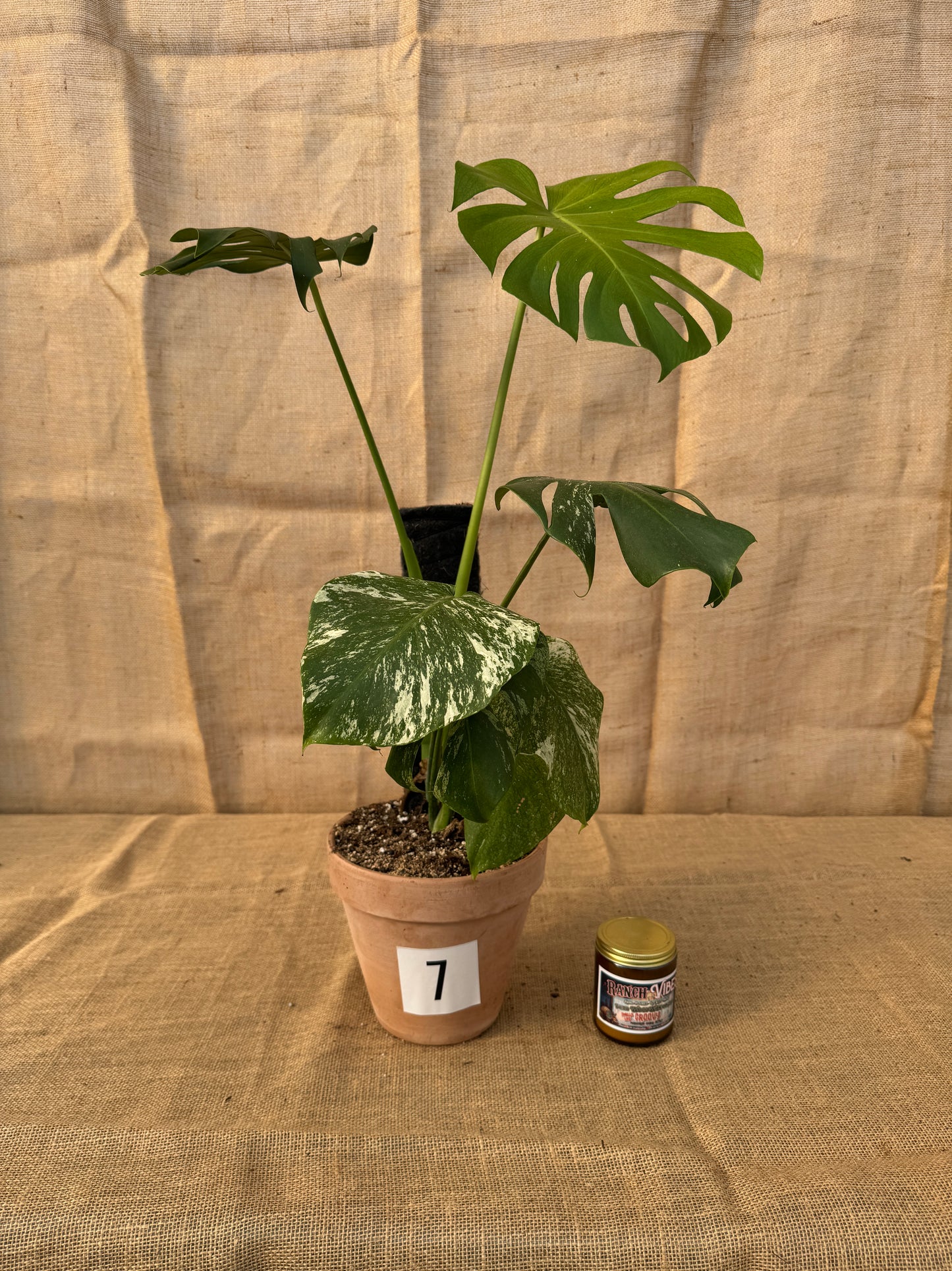 Monstera deliciosa 'White Monster' in Terracotta Pot - Limited Release for Pickup