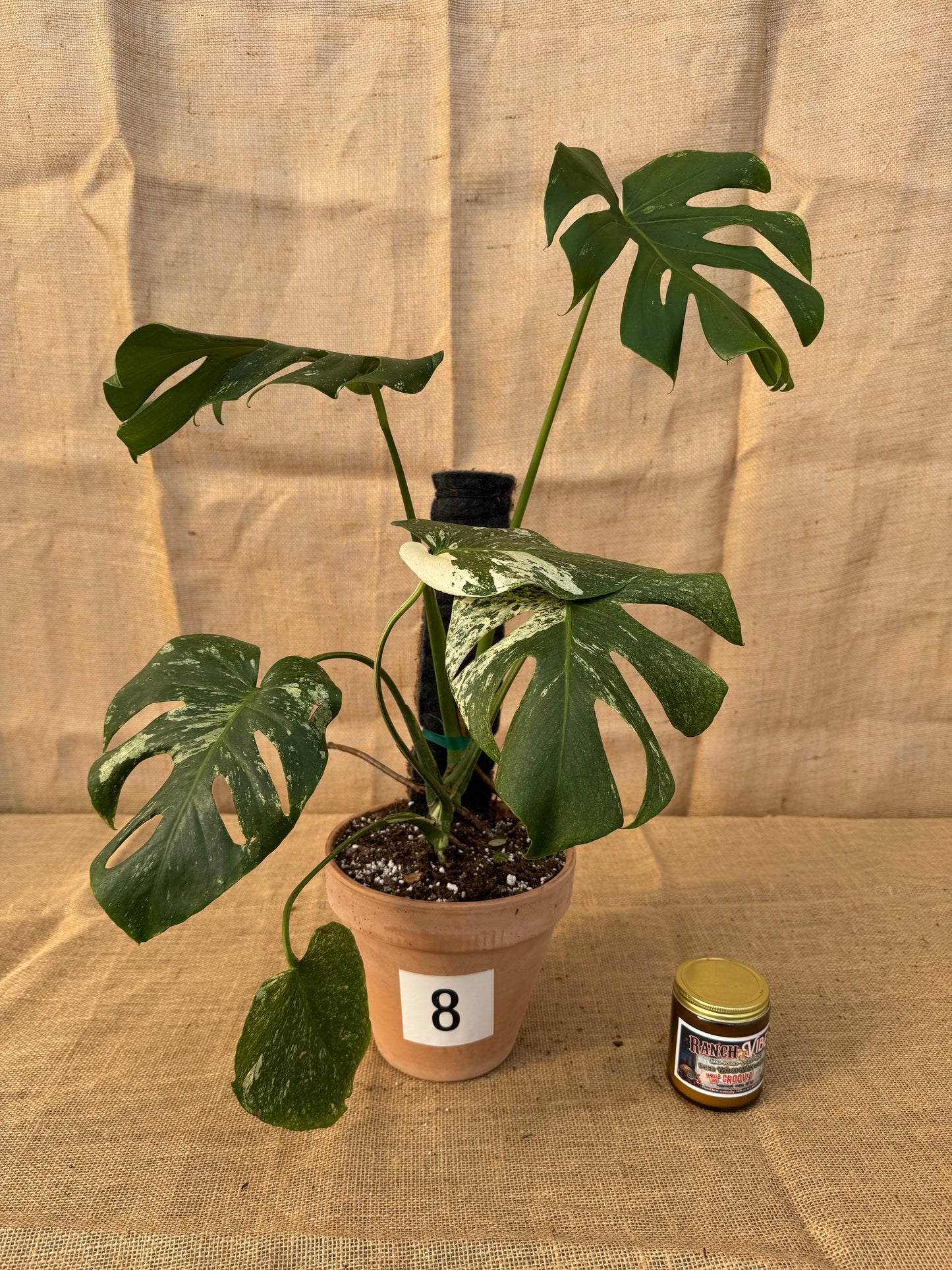 Monstera deliciosa 'White Monster' in Terracotta Pot - Limited Release for Pickup