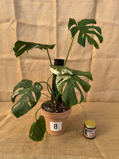 Monstera deliciosa 'White Monster' in Terracotta Pot - Limited Release for Pickup
