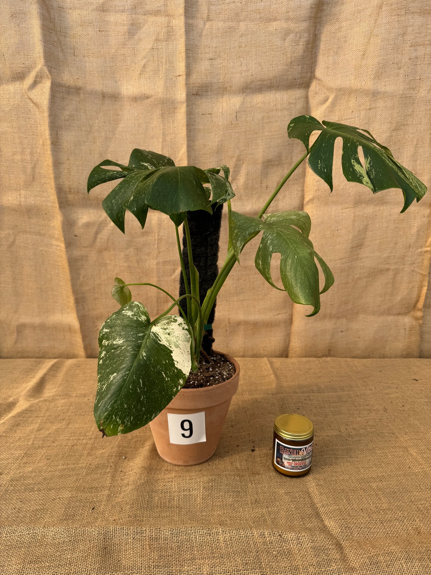 Monstera deliciosa 'White Monster' in Terracotta Pot - Limited Release for Pickup