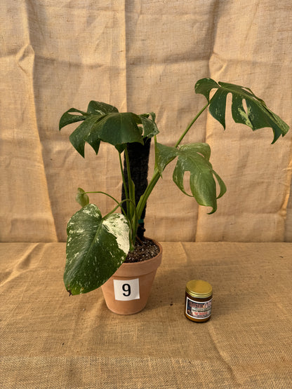 Monstera deliciosa 'White Monster' in Terracotta Pot - Limited Release for Pickup