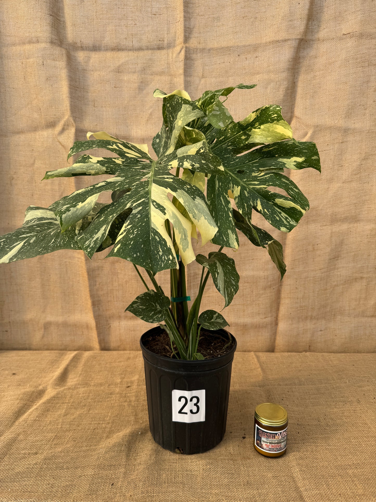 10" Monstera 'Thai Constellation' - Limited Release for Pickup