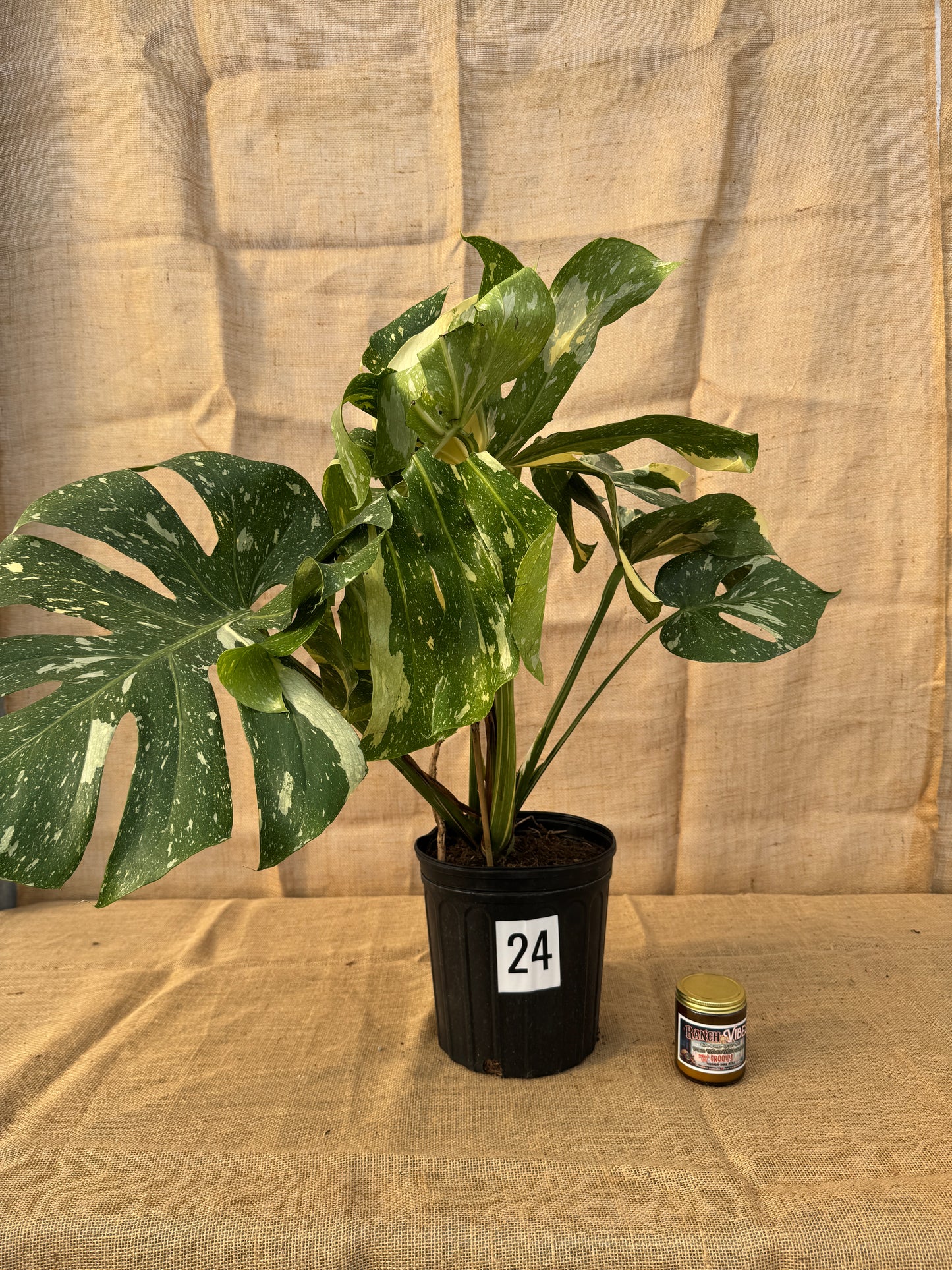 10" Monstera 'Thai Constellation' - Limited Release for Pickup