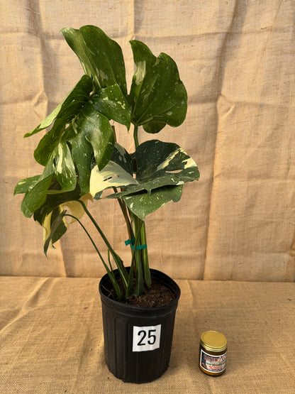10" Monstera 'Thai Constellation' - Limited Release for Pickup