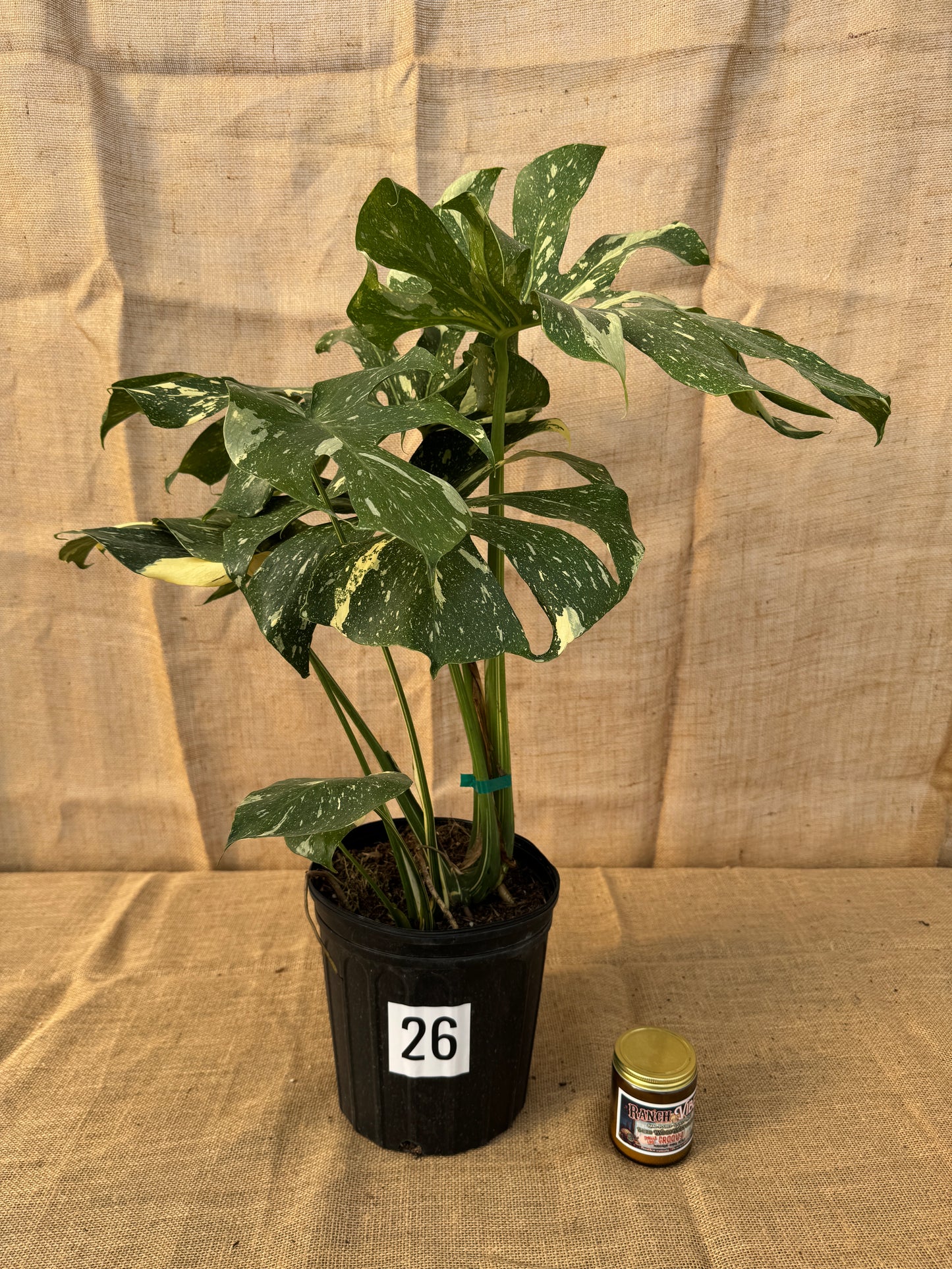 10" Monstera 'Thai Constellation' - Limited Release for Pickup