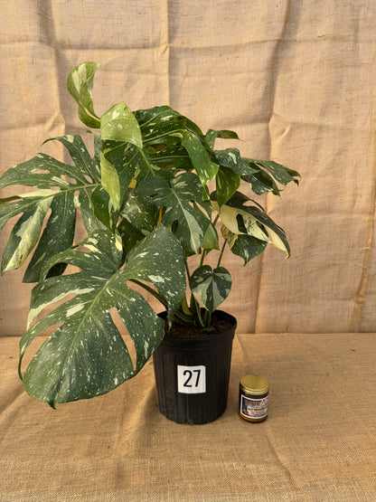 10" Monstera 'Thai Constellation' - Limited Release for Pickup