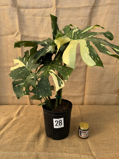 10" Monstera 'Thai Constellation' - Limited Release for Pickup