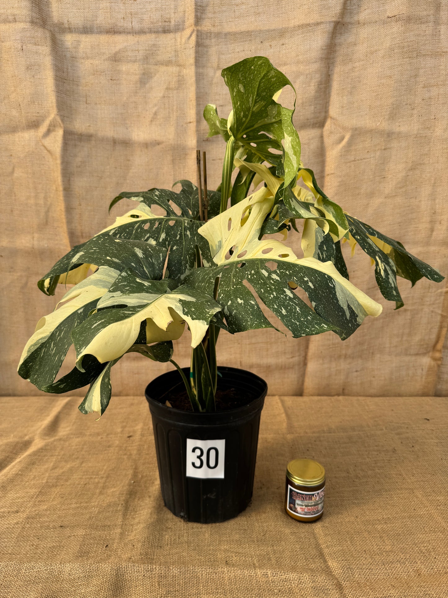 10" Monstera 'Thai Constellation' - Limited Release for Pickup