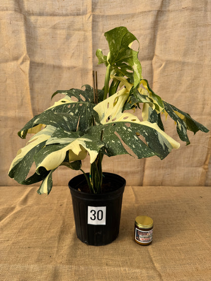 10" Monstera 'Thai Constellation' - Limited Release for Pickup