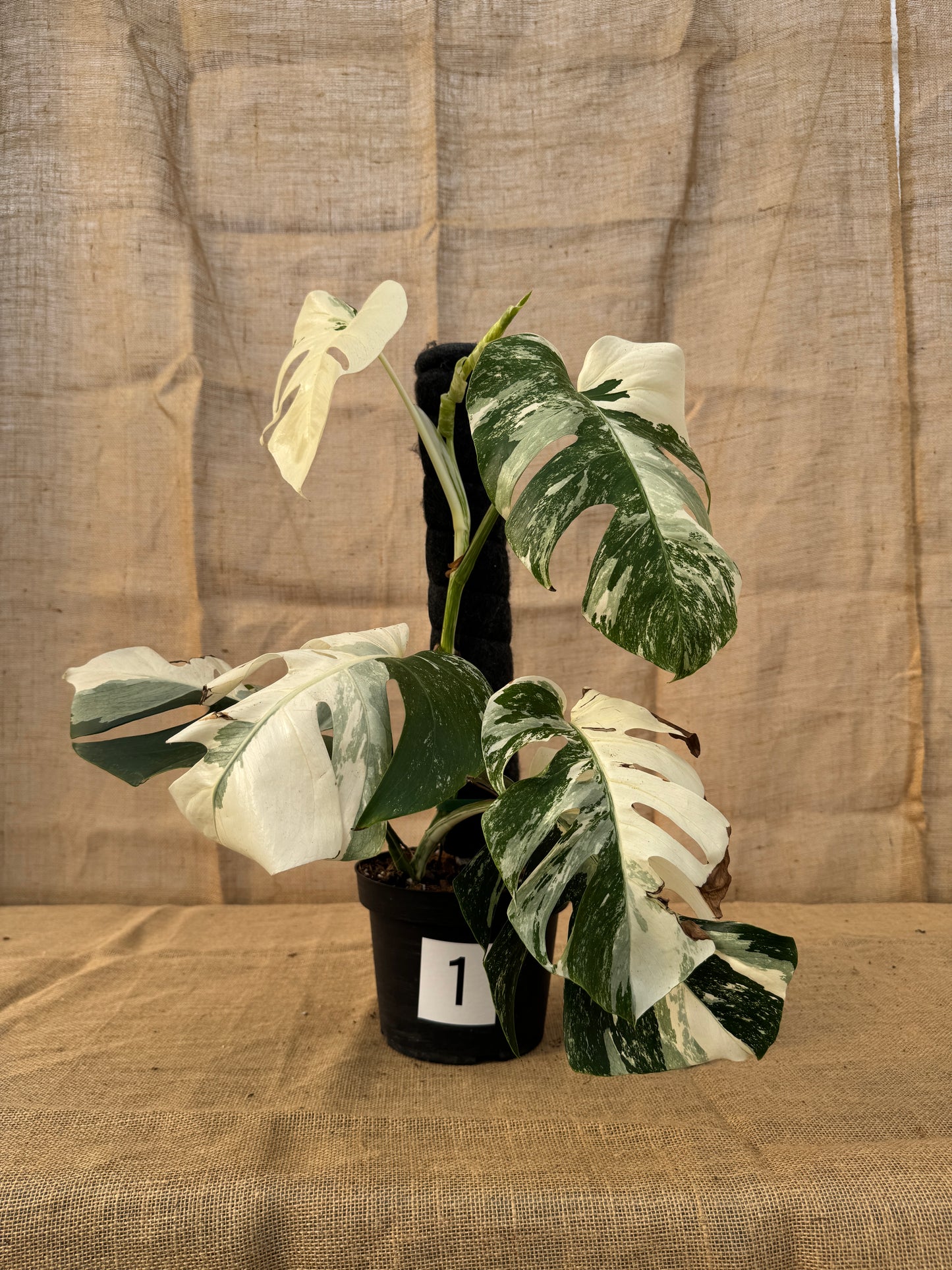 8" Monstera 'Albo' - Limited Release for Pickup