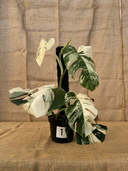 8" Monstera 'Albo' - Limited Release for Pickup