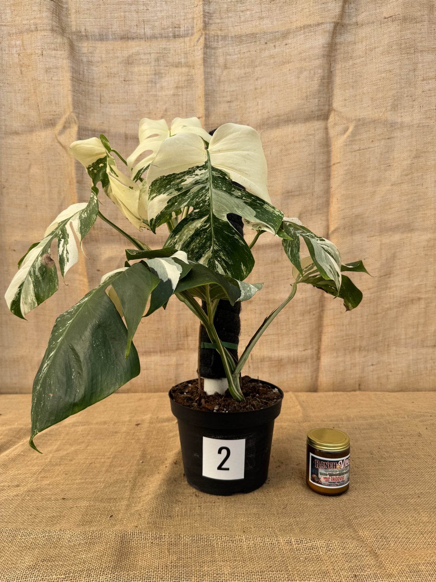 8" Monstera 'Albo' - Limited Release for Pickup