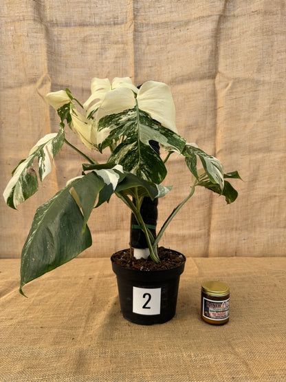 8" Monstera 'Albo' - Limited Release for Pickup