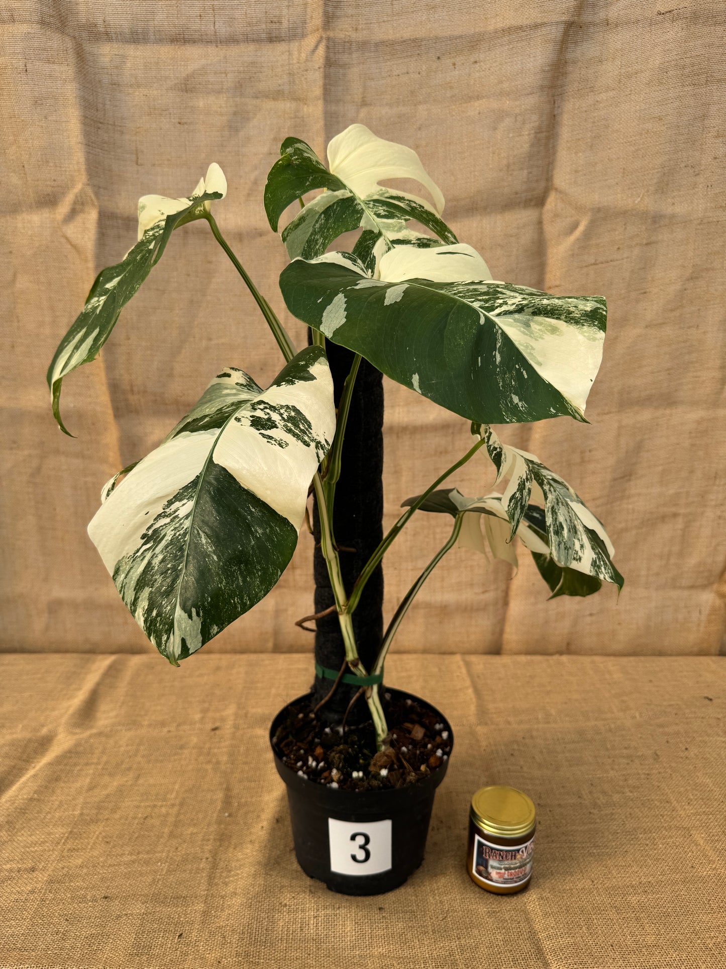 8" Monstera 'Albo' - Limited Release for Pickup