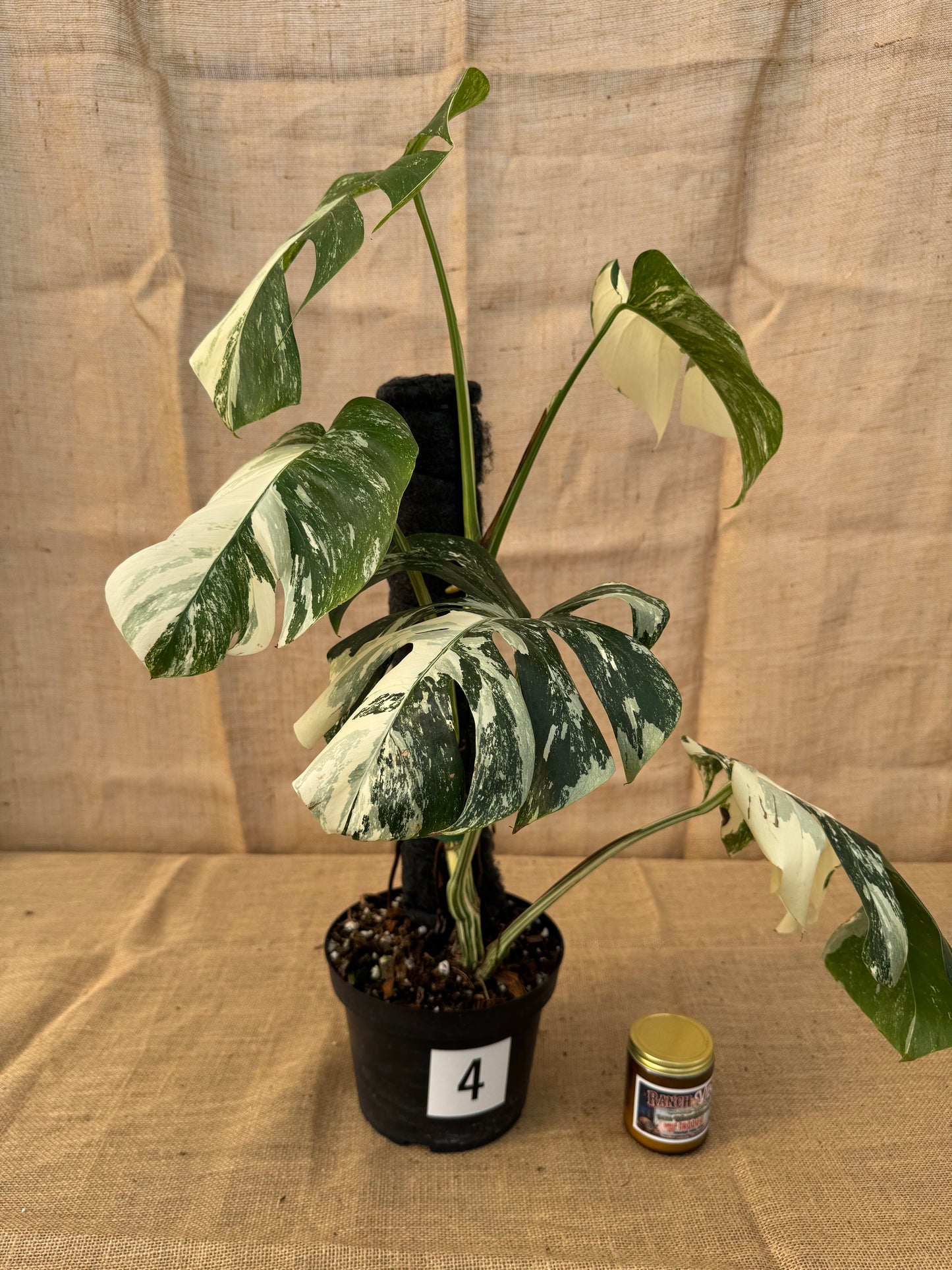 8" Monstera 'Albo' - Limited Release for Pickup