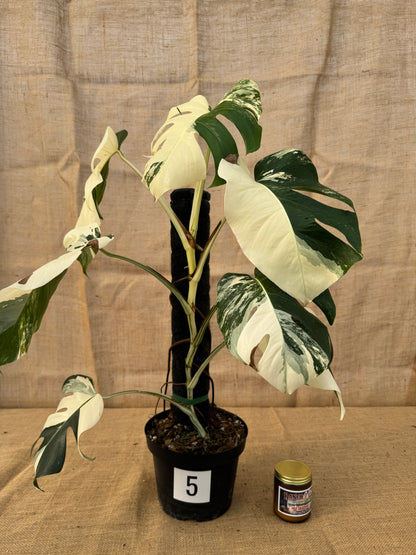 8" Monstera 'Albo' - Limited Release for Pickup
