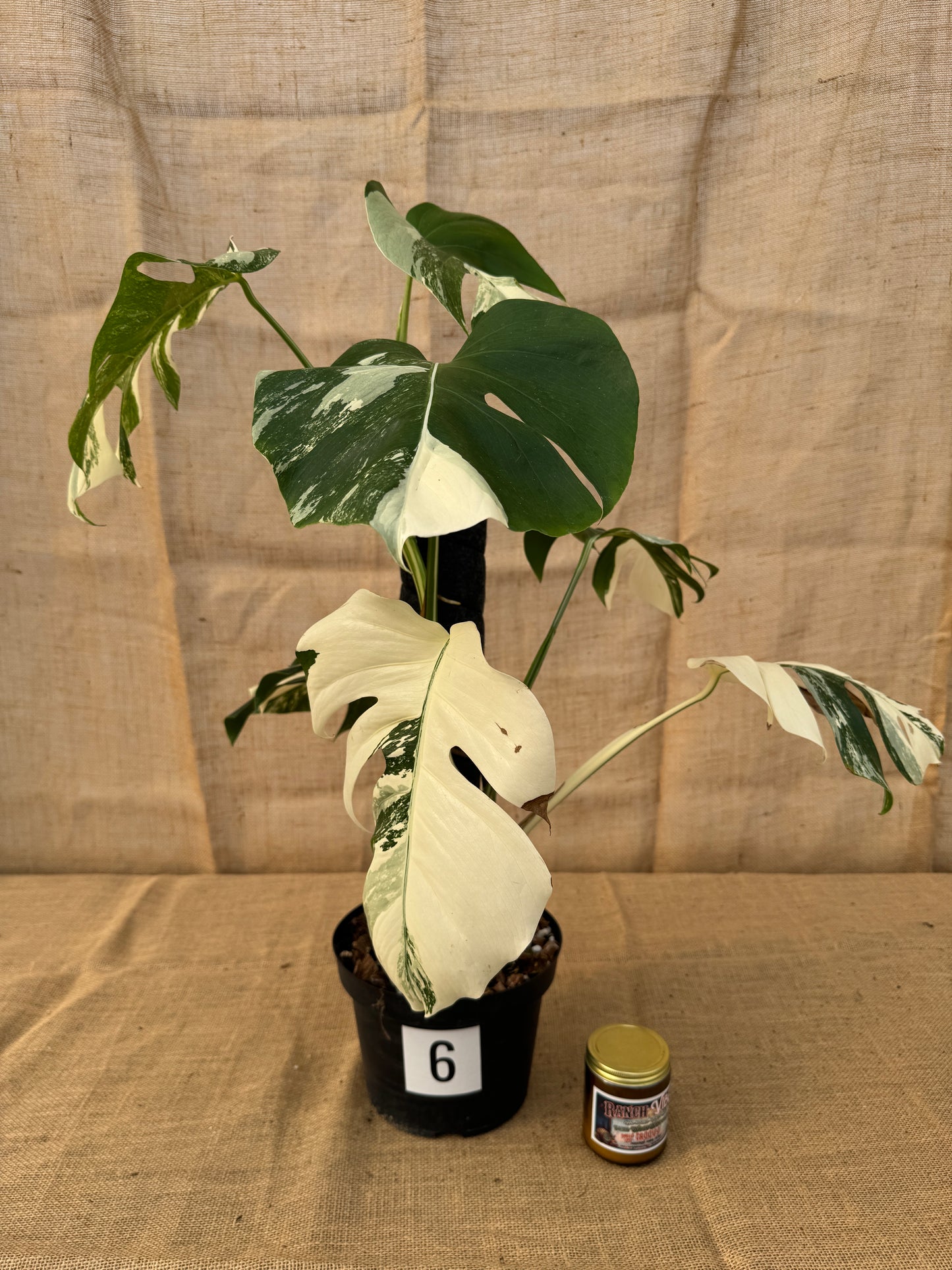 8" Monstera 'Albo' - Limited Release for Pickup