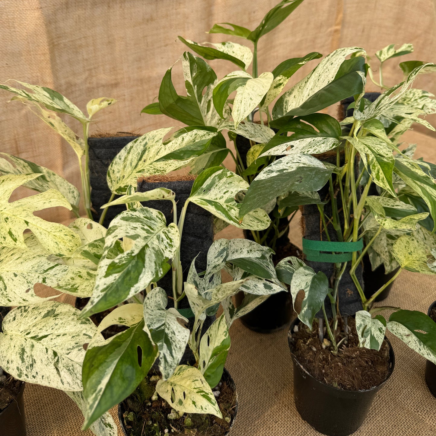 Epipremnum pinnatum 'Marble' - Limited Release for Pickup